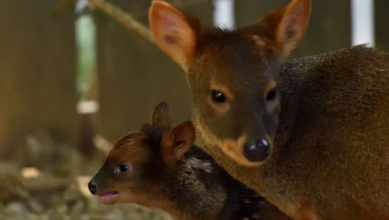Le bébé Pudu et sa mère Loca ; © MNHN - F.G Grandin