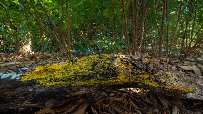 Blob sur un tronc d'arbre © MNHN - F.G Grandin