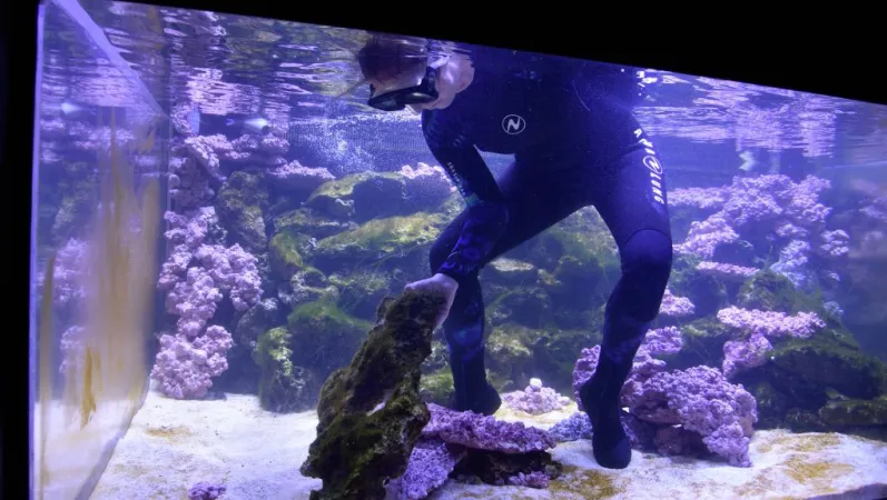 Mise en place de l'aquarium récifal © MNHN - F.-G. Grandin