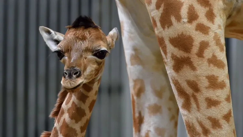 Girafon © MNHN – F-G. Grandin