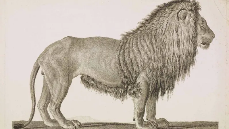 Georges Cuvier, Le Lion, 1801 © Muséum national d’Histoire naturelle