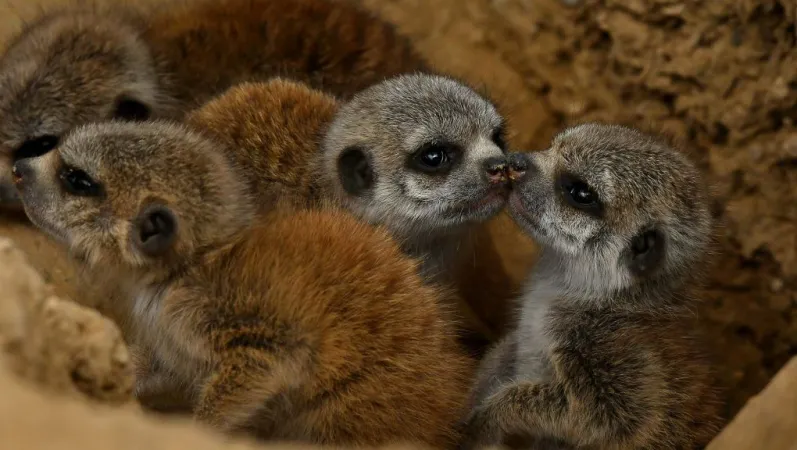 Groupe de petits suricates © MNHN - F.G. Grandin