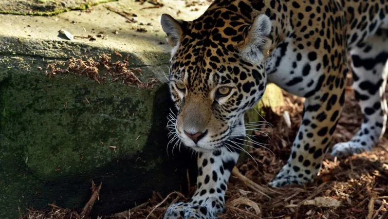 Jaguar © MNHN - F.-G. Grandin