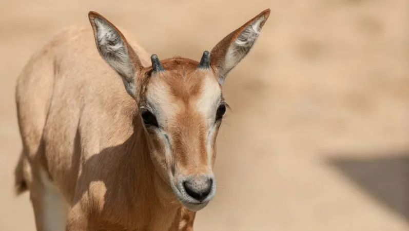 Jeune oryx algazelle © MNHN - F.G. Grandin