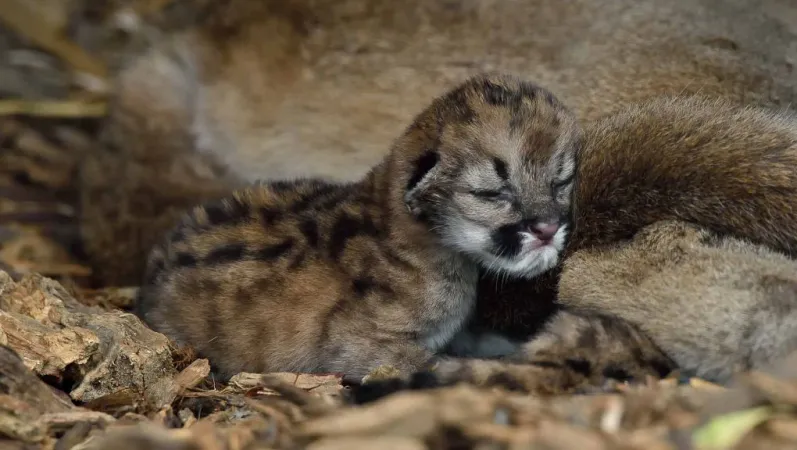 Jeune puma blotti © MNHN - F.-G. Grandin