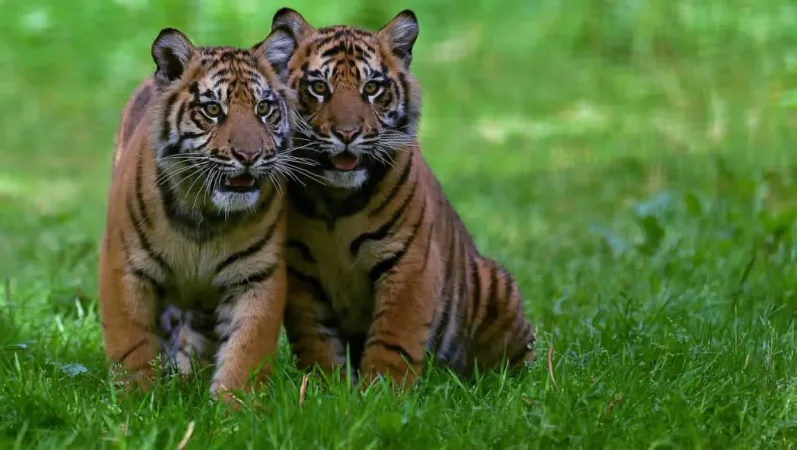Jeunes tigres de Sumatra © MNHN - F.-G. Grandin
