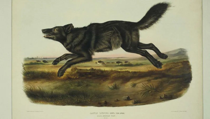 Loup ibérique © MNHN - F.-G. Grandin
