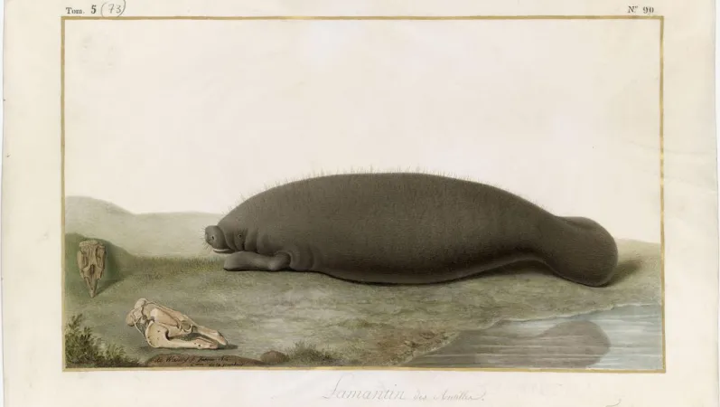 Léon de Wailly, Lamantin des Antilles, 1814 © Muséum national d’Histoire naturelle