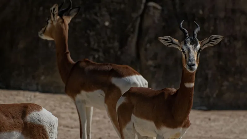 Les gazelles de Mhorr rejoignent la plaine africaine © MNHN - F-G Grandin