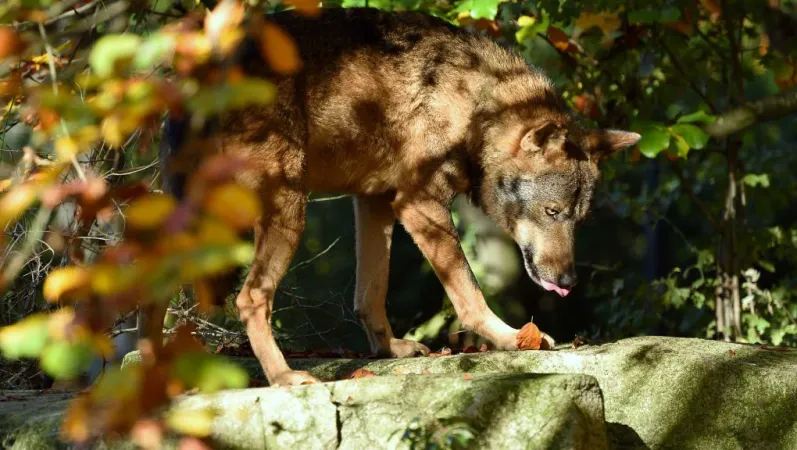 Loup ibérique © MNHN - F.-G. Grandin