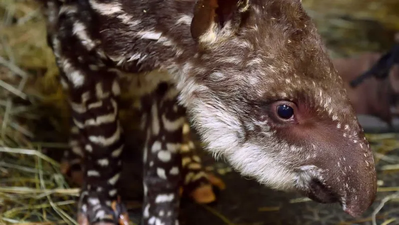 Naissance d'un petit tapir terrestre © MNHN - F.-G. Grandin