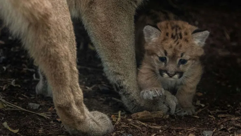 Naissance d’une femelle puma © MNHN - F.-G. Grandin