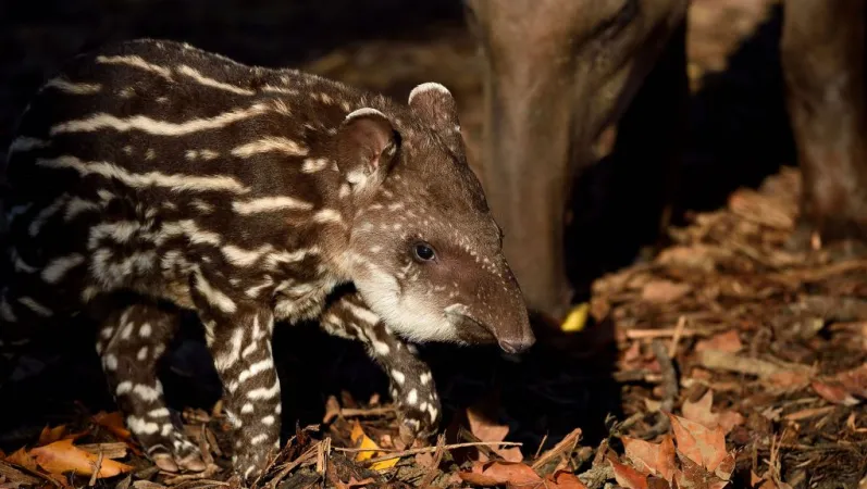 Neytiri jeune tapir terrestre née en novembre 2020 © MNHN - F-G Grandin