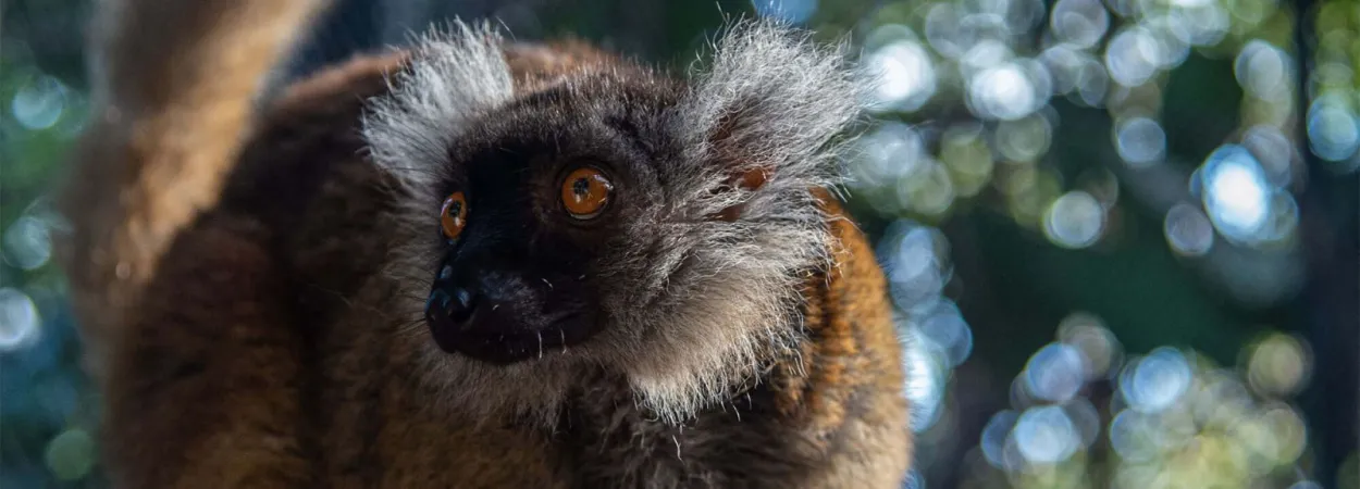 Lémur noir ou lémur macaco (Eulemur macaco) © MNHN – F.-G. Grandin
