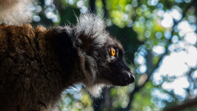 Lémur noir ou lémur macaco (Eulemur macaco) © MNHN – F.-G. Grandin