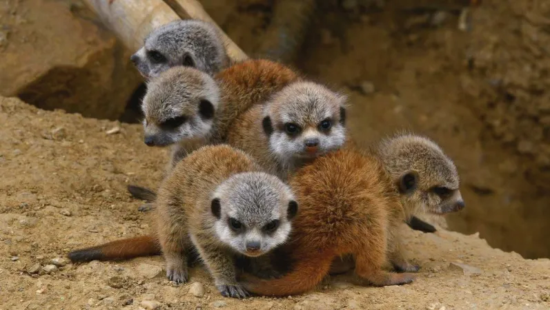 Petits suricates regroupés © MNHN - F.G. Grandin