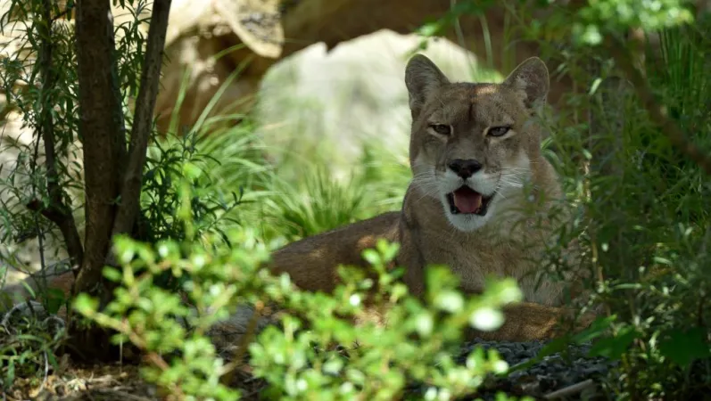 Maceo le puma © MNHN - F.-G. Grandin