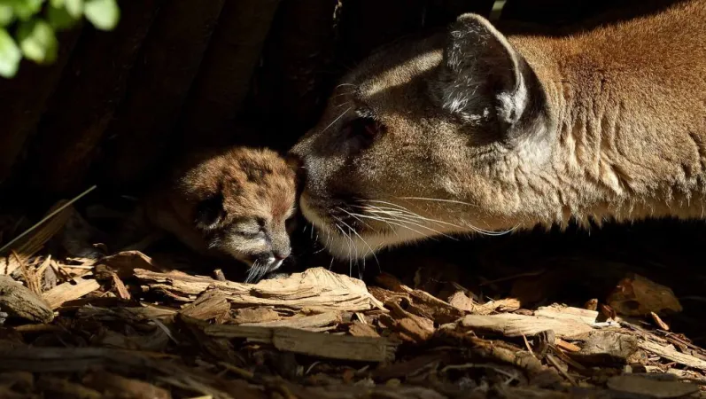 Puma et son petit © MNHN - F.-G. Grandin