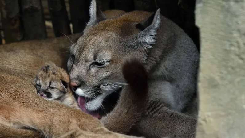 Puma et son petit © MNHN - F.-G. Grandin
