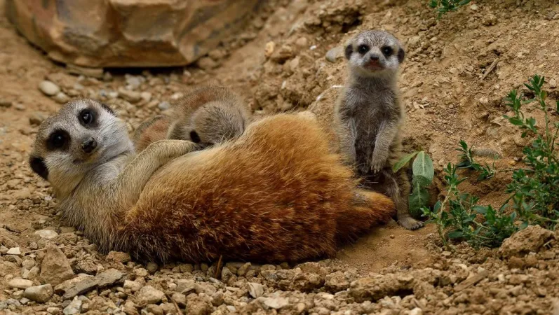 Un suricate couché avec ses petits © MNHN - F.G. Grandin