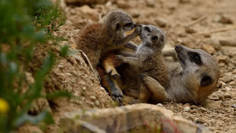 Un suricate et deux de ses petits © MNHN - F.G. Grandin
