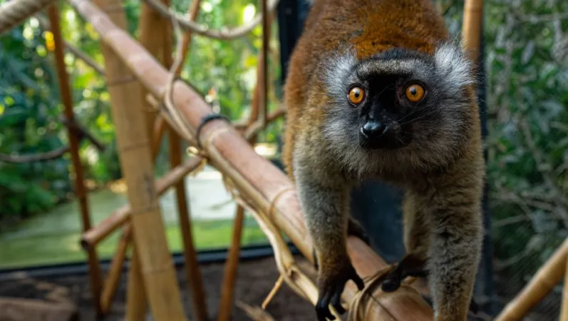 Sushi le nouveau lemur macaco © MNHN - F-G Grandin