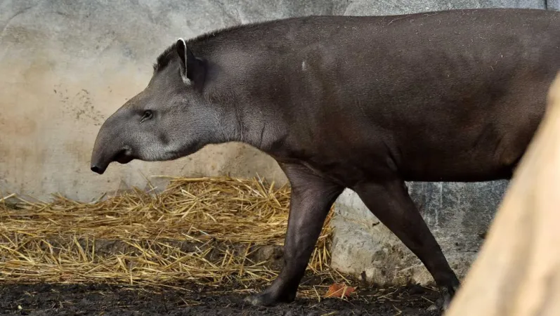 Tapir terrestre © MNHN - F.-G. Grandin