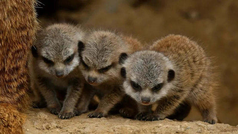 Trois petits suricates © MNHN - F.G. Grandin