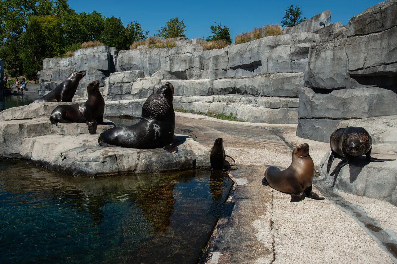 Bassin des otaries