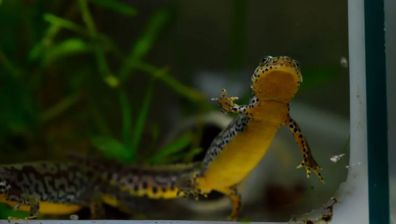 Triton alpestre