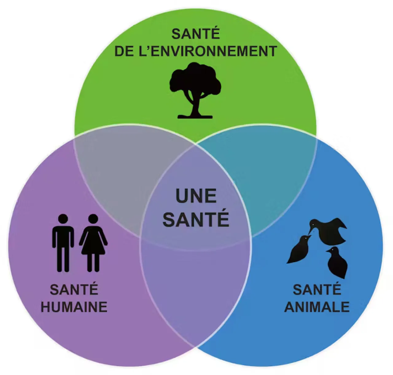 Le concept « Une santé » – lier la santé humaine avec la santé animale et la santé de l’environnement. Fourni par les auteurs