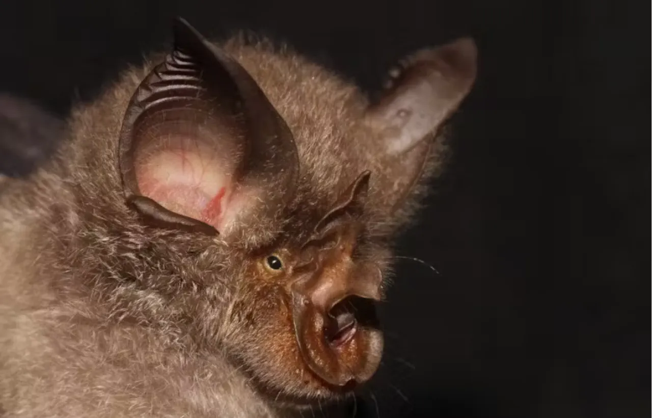 Chauve-souris Rhinolophus smithersi. Taylor, Stoffberg, Monadjem, Schoeman, Bayliss & Cotterill, CC BY