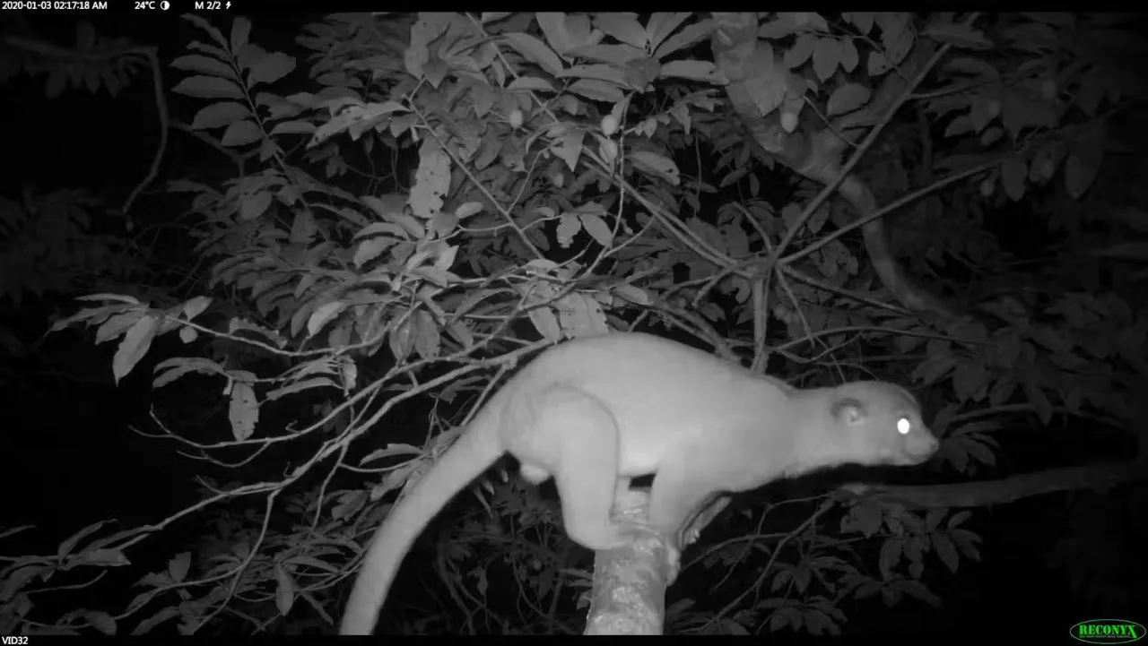 Kinkajou (Potos flavus) dans un yayamadou en fruit en forêt à proximité de la RN2. Pierre-Michel Forget et Éric Guilbert, MNHN, Fourni par l'auteur