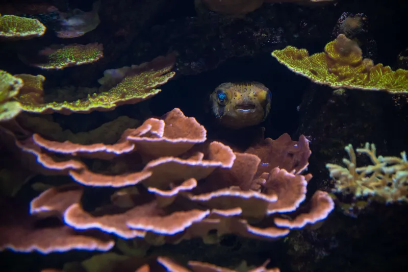 Corail plateau au Parc zoologique de Paris