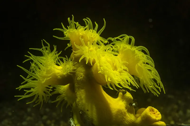 Polypes de corail arborescent jaune